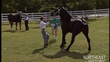 Load and play video in Gallery viewer, Big Horse