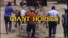 Load and play video in Gallery viewer, Giant Horses